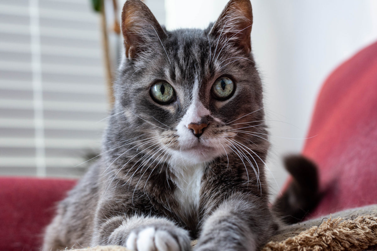 CBD olie til katte 