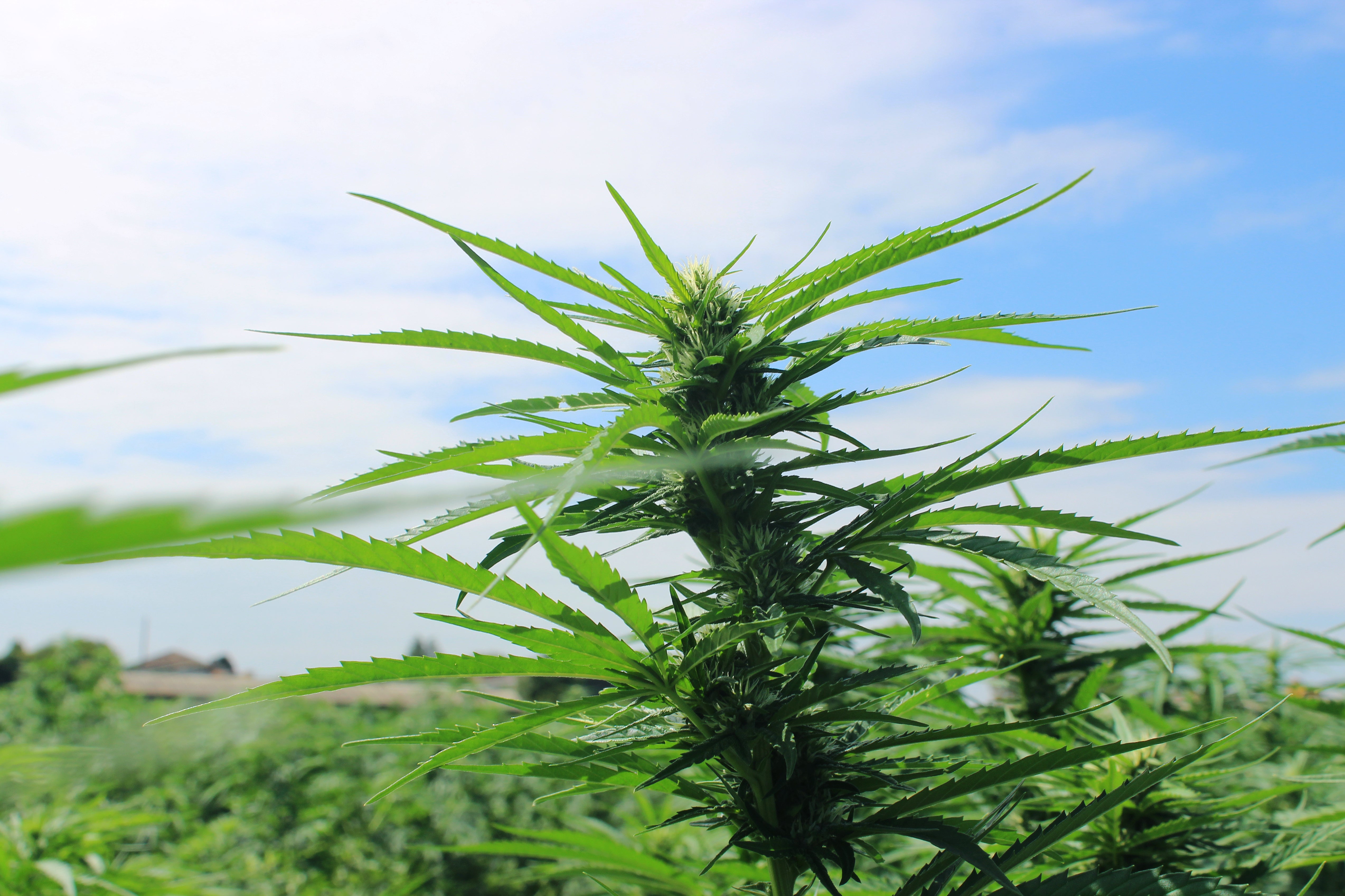 Hampans roll i arbetet mot klimatutmaningarna