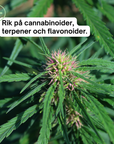 3 flaskor Fullspektrum CBD-olja 10% med apelsin